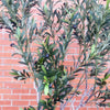 200cm XXL Artificial Olive Tree with Decorative Planter - Premium Quality