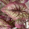 85cm Artificial Purple Leaf Foliage