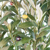 150cm Artificial Natural Look Olive Tree with Wooden Trunk - Premium Quality