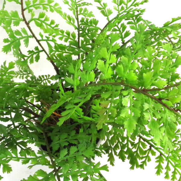 Artificial Fern Plant 30cm Forest Fern 30cm In Plant Pot