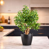 70cm Artificial Deluxe Jade Plant - Premium Quality