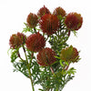 Pack of 6 x 55cm Craspedia Stem Red Artificial - Premium Quality