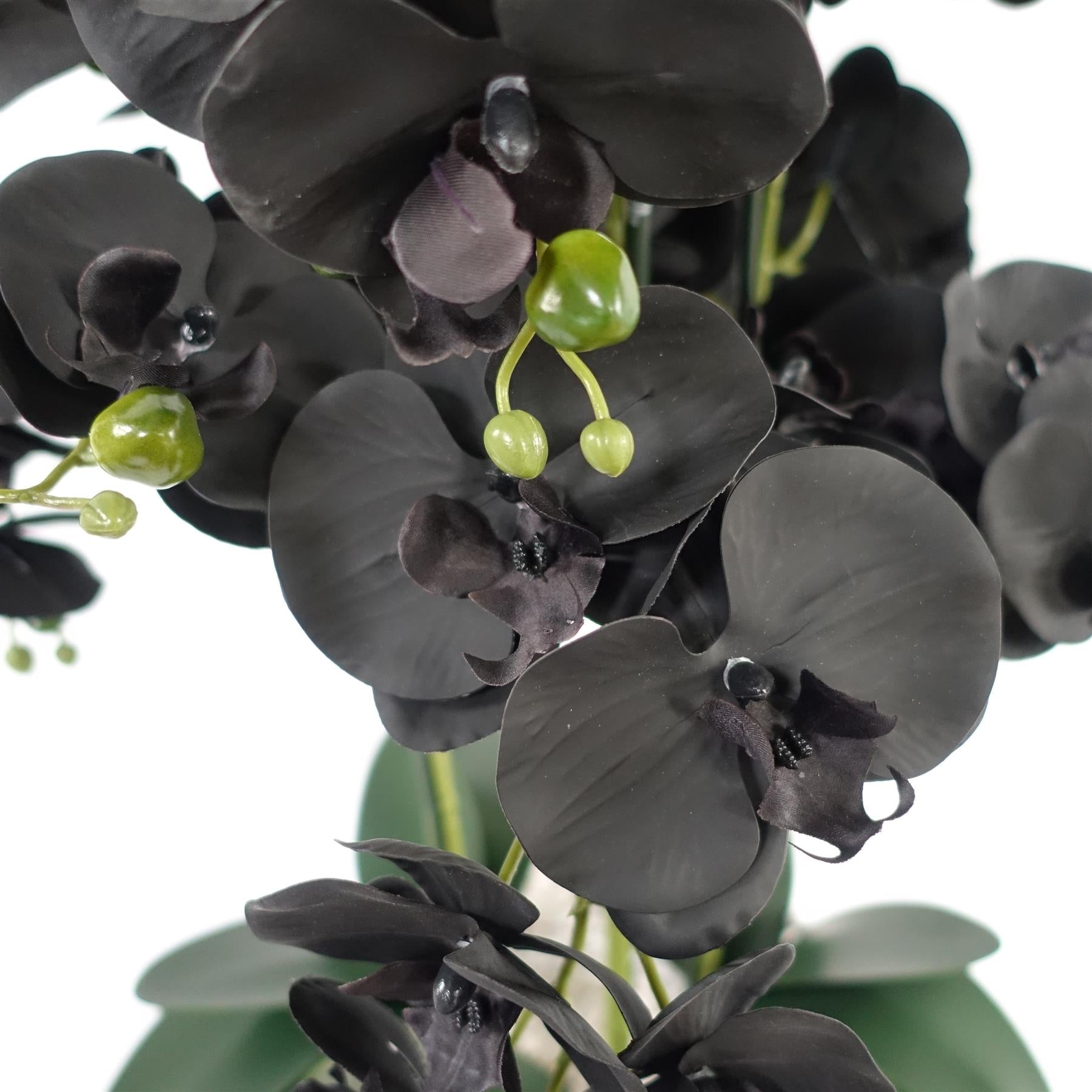 Orchid Black - White Ceramic Planter