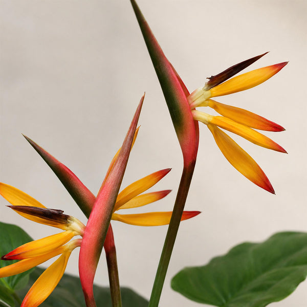 Artificial Flowers Bird Paradise Plant Strelitzia 70cm