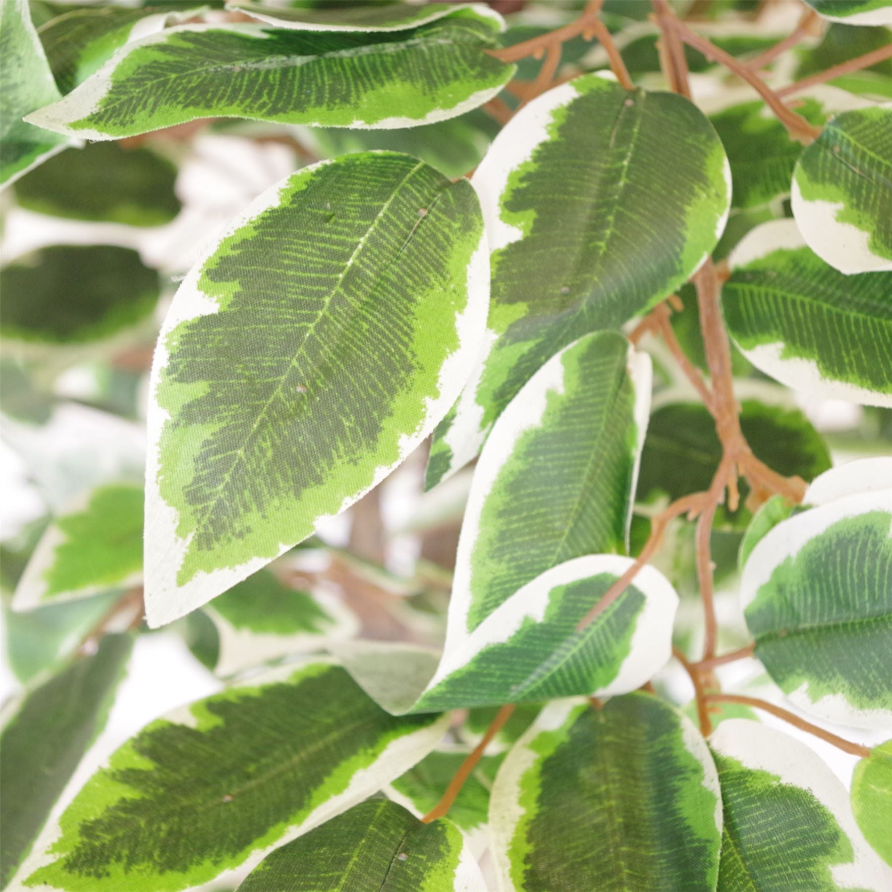 Artificial Ficus Tree Plant White Edge Twist 130cm Plants Gold Metal Planter