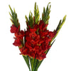 Pack of 6 x 115cm Artificial Orange Gladioli Stem - Premium Quality