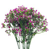 Pack of 6 x 55cm Gypsophila Pink Stem - Premium Quality