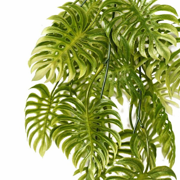 Pack of 6 x 80cm Trailing Tropical Monstera Plant - Light Green