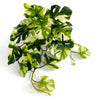 25cm Artificial Trailing Variegated Monstera Vine Plant - Premium Quality