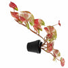 Artificial Hanging Trailing Plant Plant Pink Splash Caladium Botanik