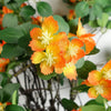 Pack of 6 x 60cm Flower Foliage Spray - Orange - Premium Quality
