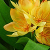 6x 18cm Artificial Freesia Plants in Assorted Colours Flowering - Premium Quality