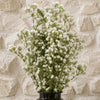 Pack of 6 x 85cm Gypsophila White Stem - Premium Quality