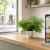 Artificial Fern Plant 30cm Fern 30cm Display