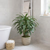 90cm Variegated Artificial Calathea Plant with pot