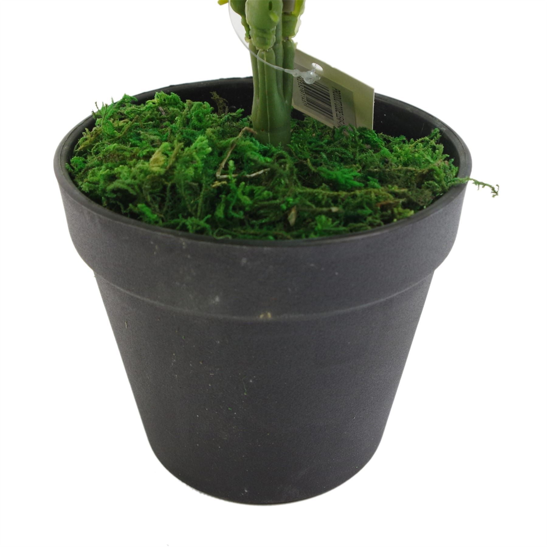 60cm Artificial Green Stripe Botanik Plant - Premium Quality