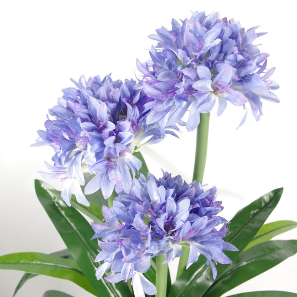 Agapanthus Blue Flower Plant Plants 90cm