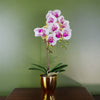 48cm Harlequin Orchid Artificial - Pink with Gold Pot