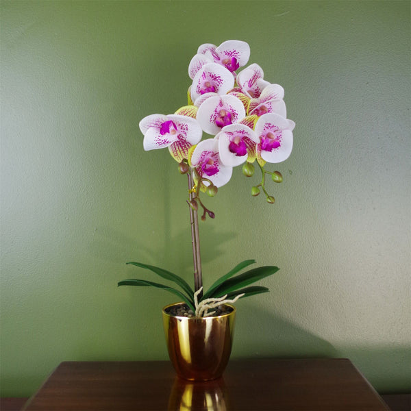 48cm Harlequin Orchid Artificial - Pink with Gold Pot