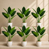 Pack of 6 x 45cm Artificial Aureum Plant