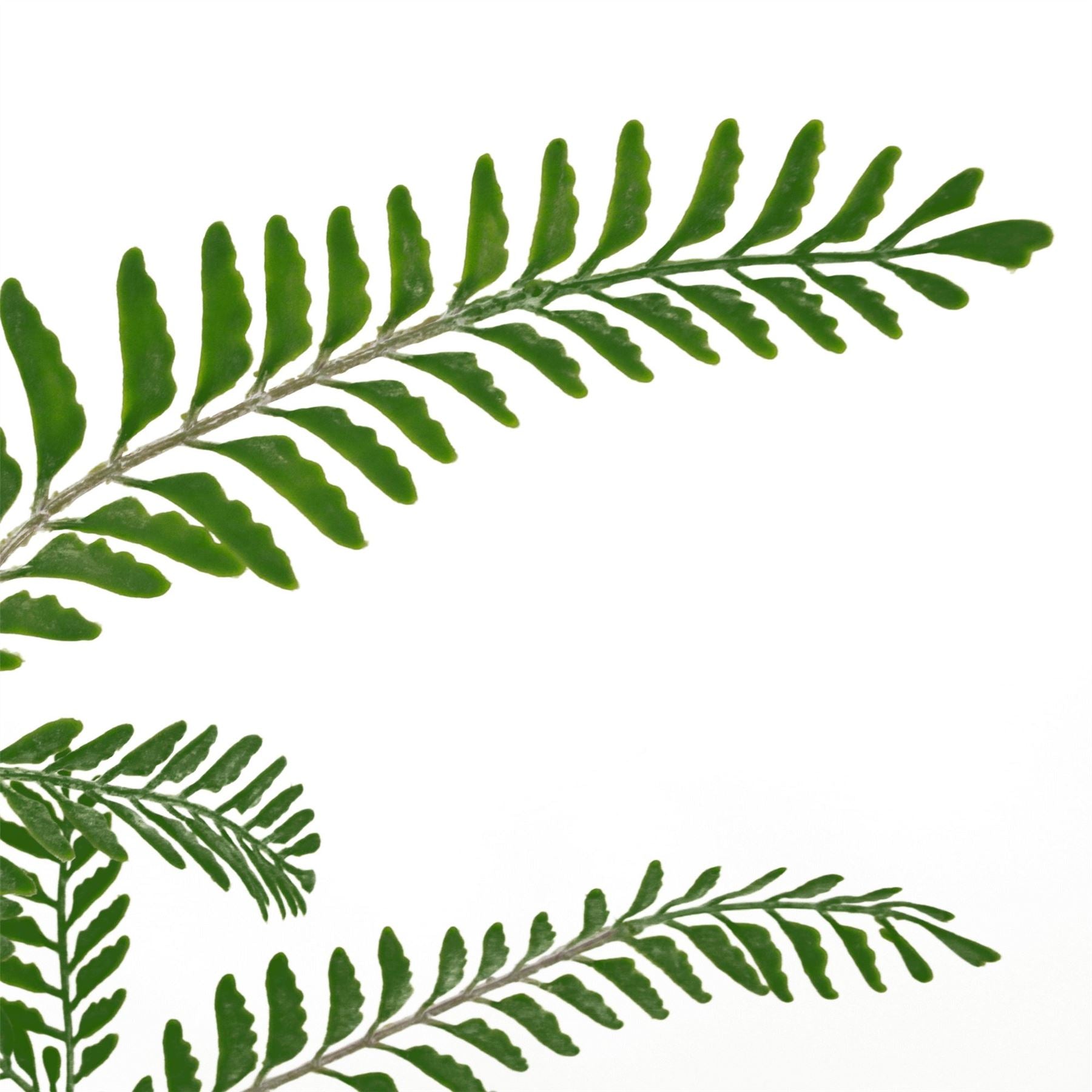 Himilayan Maidenhair Fern Bush Dark Green Plant 55cm