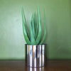 Aloe Vera Succulent Plant Plants Artificial 55cm