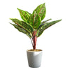 38cm Potted Artificial Calathea Veitchiane - Premium Quality