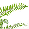 6 x 55cm Himilayan Maidenhair Fern Bush Light Green Plant - Premium Quality