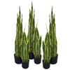 55cm Sansevieria Yellow Green  Artificial  Indoor Plant