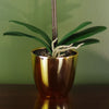 Artificial Orchid Dark White Silver 46cm Botanik