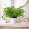 Artificial Fern Plant Pot Lady Fern 30cm Leaf Design UK Realistic Plants Botanik