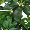 55cm Dark Green Artificial Arboricola Plant