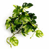 Pack of 6 x 25cm Artificial Trailing Variegated Monstera Vine Plant - Premium Quality