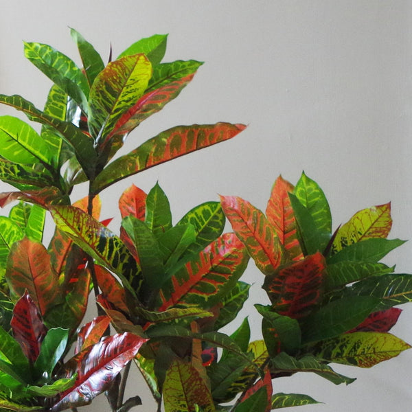 Artificial House Plant Codiaeum Multicoloured Office Tree 130cm Bright Croton Botanik