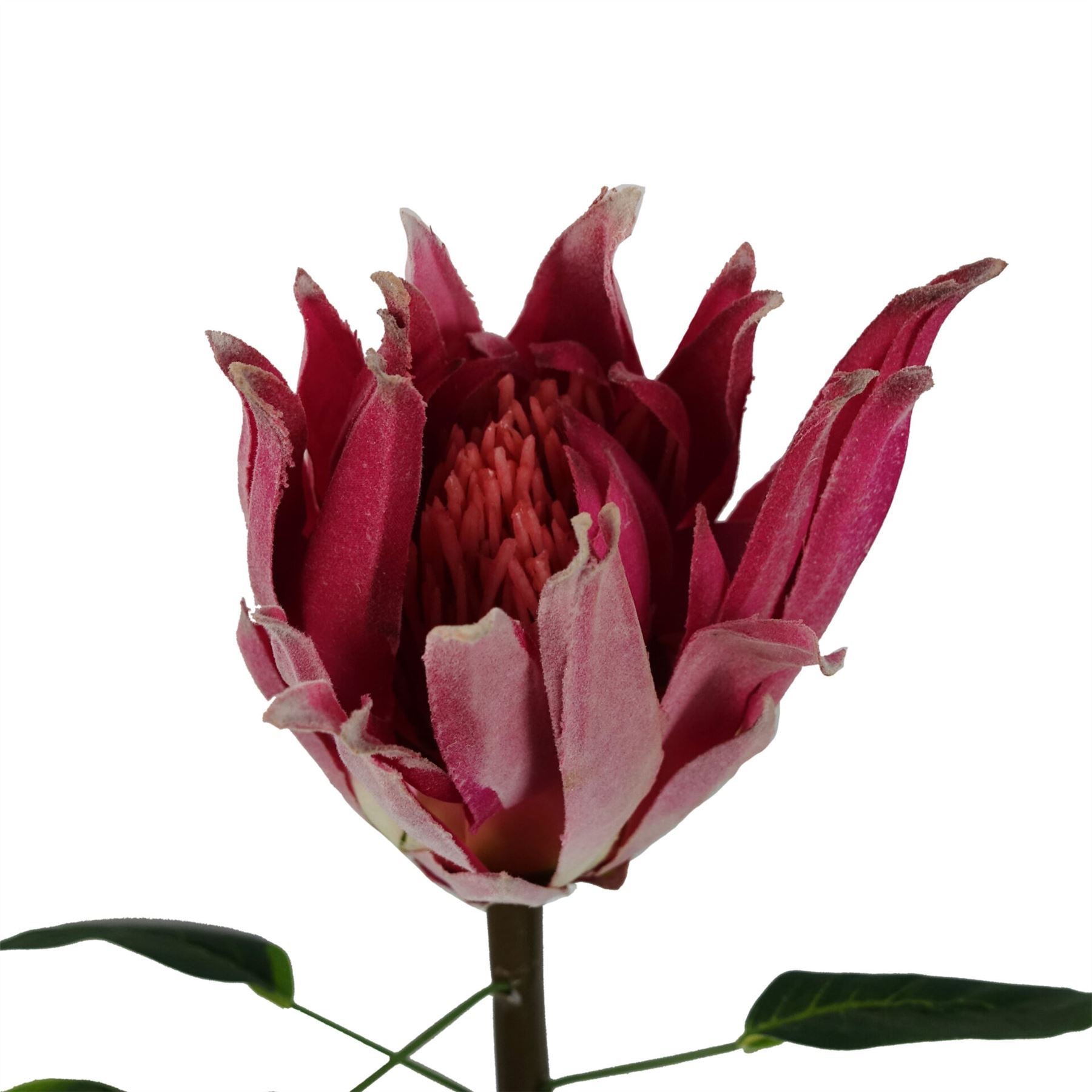 Pack of 6 x 65cm Protea Sugarbush Flower Stem - Pink - Premium Quality