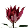 Pack of 6 x 65cm Protea Sugarbush Flower Stem - Pink - Premium Quality