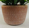 22cm Foliage Honey Plant Dark Green in Terracotta Pot
