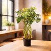 70cm Artificial Twisted Stem Modern Arboricola Artificial Plant Bonsai Bush