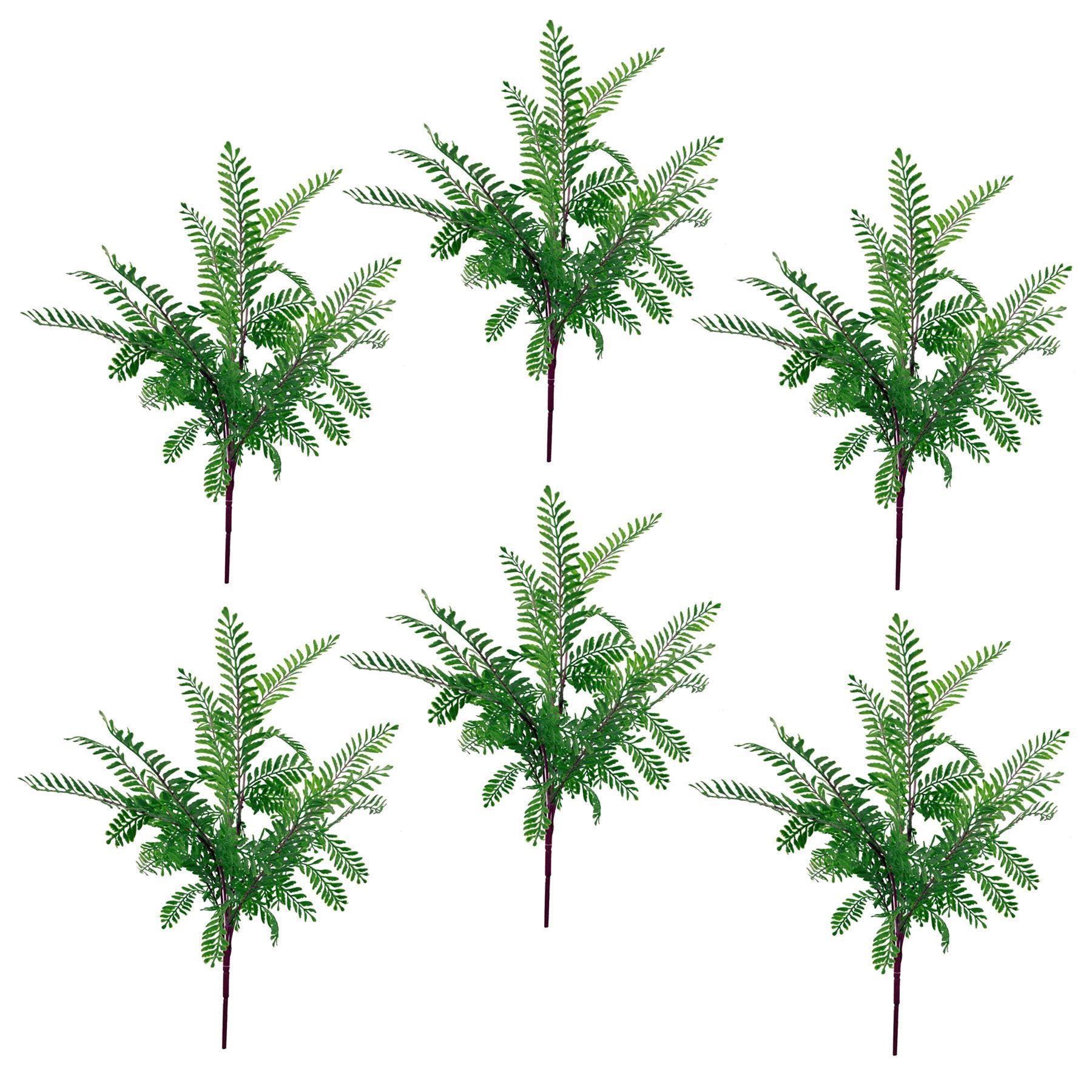 6 x 55cm Himilayan Maidenhair Fern Bush Dark Green Plant - Premium Quality