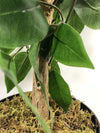 Artificial Ficus Tree Plant Green Extra Large Bushy Ficus 120cm 4ft Realistic Botanik