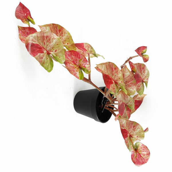 Artificial Hanging Trailing Plant Plant Pink Splash Caladium Botanik