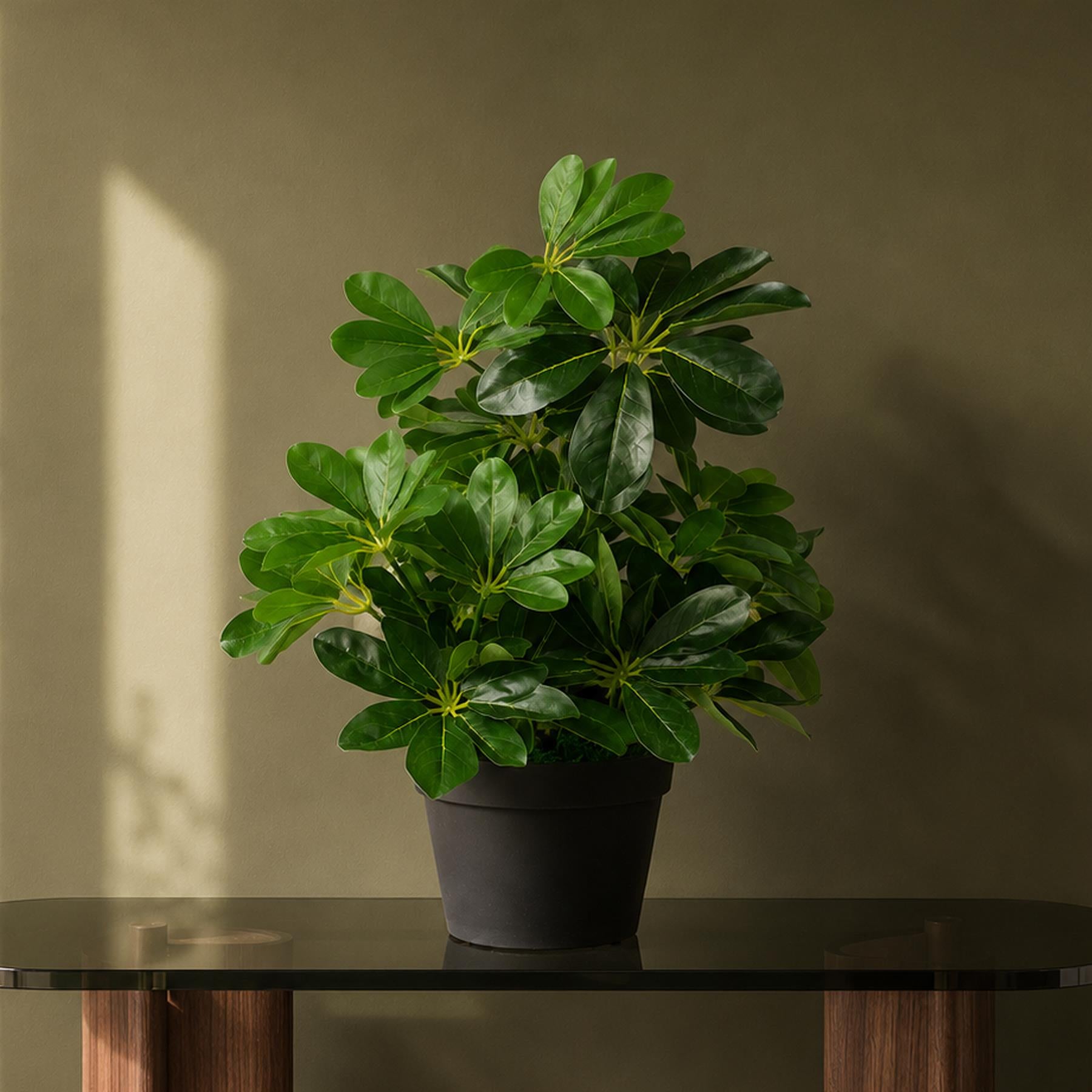 Artificial Arboricola Plant Umbrella Tree Black Plastic Pot 55cm Dark Plant Botanik
