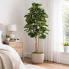 180cm Artificial Fiddle Fig Deluxe Tree - Premium Quality