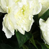 Pack of 6 x 80cm Artificial Cream Peony Stem - Premium Quality