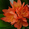 18cm Artificial Freesia Plant Orange Flowering - Premium Quality