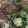 Pack of 6 x 60cm Flower Foliage Spray - White - Premium Quality