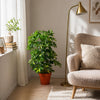 Artificial Arboricola Plant 75cm Golden Capella