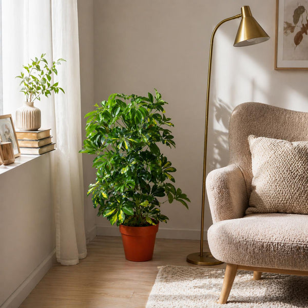 Artificial Arboricola Plant 75cm Golden Capella