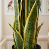 55cm Sansevieria Yellow Green  Artificial  Indoor Plant