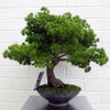 Artificial Bonsai Tree Pine Bonsai 50cm UK Trees Plant